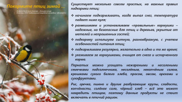 Акция «Покормите птиц зимой» Акция «Покормите птиц зимой».